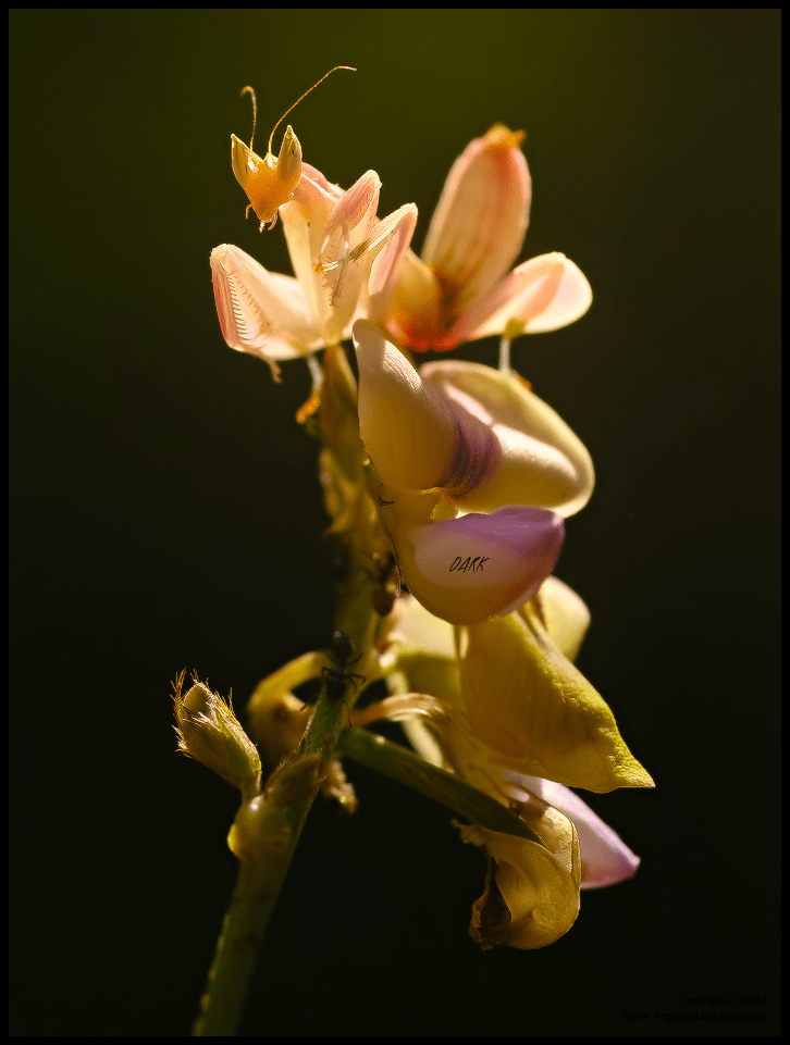 꽃사마귀(난초사마귀)