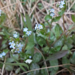 어설픈 태권소녀 | 고만고만한 봄꽃