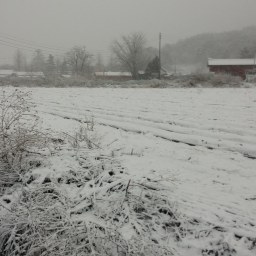 봄눈이 펑펑! | 봄은 언제 오나요