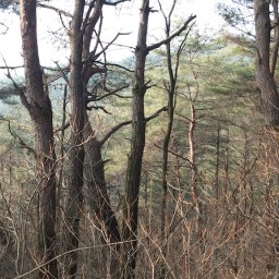 뒷산 산책길 | 동네한바퀴