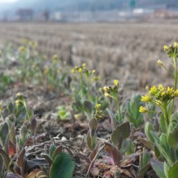 봄꽃 구경이 이리 힘들 줄이야 | 시골집 풍경