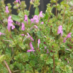 꽃구경으로 시작하는 상큼한 아침 | 동네한바퀴