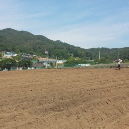 콩 심는 소? | 대단한 콩!