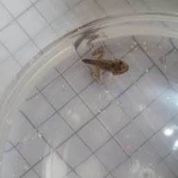 올구리 | 뒷다리도 쑥 앞다리도 쑥