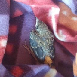 곤줄박이 구출작전 | 자연이 일상인 아이들