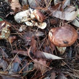 심봤다! | 눈 먼 송이버섯