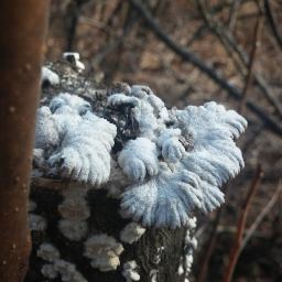 치마버섯 | 나는 누구일까