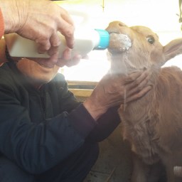 송아지 가족 | 사람보다 나은 동물