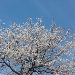 벚꽃 만발한 봄날 | 저절로 피고 지고