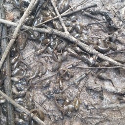 비야 내려라! | 올챙이 구출 작전