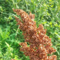 소리쟁이 | 아침의 소리