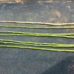 명아주 지팡이 만들기 | 효도 선물