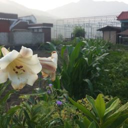 비온뒤 물방울 보석밭 | 마당밭 풍경