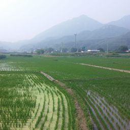 동네한바퀴 아침산책길 | 일상다반사