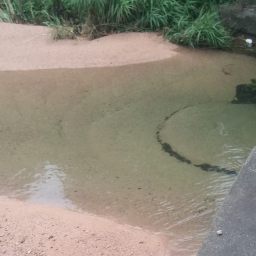 개봉박두 무릉도원 수영장 | 비개인 아침 풍경