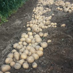 되로 주고 가마니로 받는다 | 마당밭 감자밭