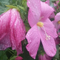 법은 계산가능, 정의는 계산불가능 | 마을회관 송사