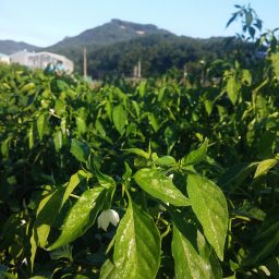 계절을 변화를 알려주는 아침 소리 풍경 | 가을 아침 소리