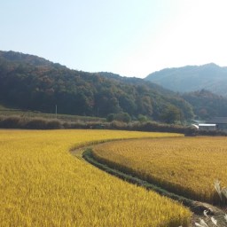 벼타작 | 나락 한 알 속 우주를 담다