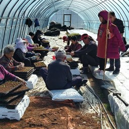 봄날은 온다 | 고추 모종 옮겨심기