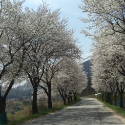 찻길따라 꽃길, 발길따라 꽃길 | 꽃길과 함께 봄날은 간다