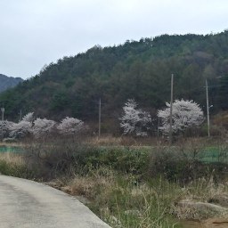 꽃길만 걷자? 꽃길 아닌 길이 없다! | 꽃길 상념