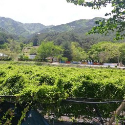 눈이 부시게 푸르른 날에 거닐다 | 봄꽃 풍경