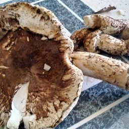 심봤다! | 송이밭 공유해요