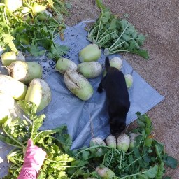 어느새 돌아온 김장철! | 김장 준비