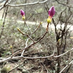 봄꽃 산책길 | 봄날 오후 풍경