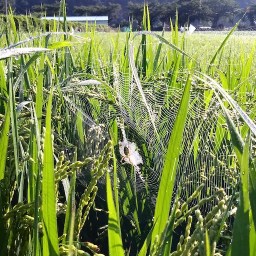 나락 한알 속 우주의 수호자들 | 아침산책길