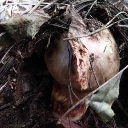 버섯산행길 | 송이버섯보다 귀한