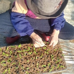 한 해 동네농사 시작하는 날 | 고추 모종 작업