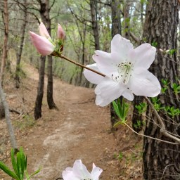 진달래 지고 철쭉꽃 핀 | 견훤산성 산행산책길
