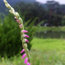 작은 풀꽃이 반가운 하루 | 풀꽃 산책길