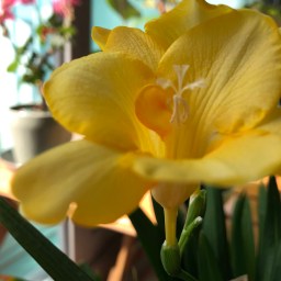 향기로운 아침 | 화초 가꾸기