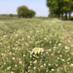 지천으로 꽃밭이 펼쳐진 산책길 | 동네한바퀴