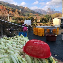 김장 담기 | 여럿이 함께