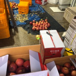 제값 받아도 싼 반값 사과 | 우복동 꿈을 찾던 선비정신이 농부의 마음으로